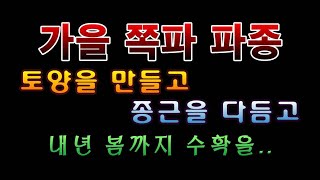 [텃밭농부. 1,215]  가을 쪽파 파종하기. #쪽파재배