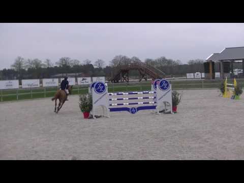 7yr Comme il Faut Stallion