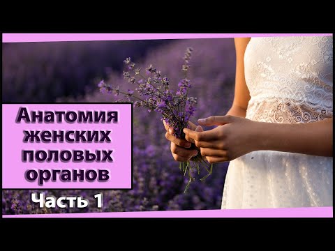 Анатомия женских половых органов. Наружные женские половые органы. Часть 1/3