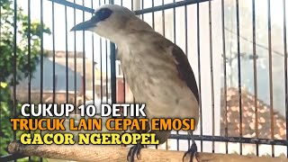 Download lagu Trucuk BETINA memanggil Jantan Suara Birahi Ngecuplik 100% pancingan trucukan gacor agar BUNYI EMOSI mp3