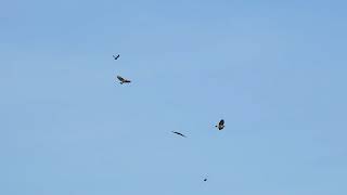 Buzzards and crows