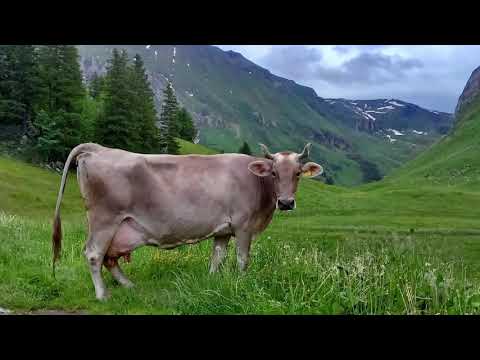 Jodlerklub Bärgsee Lungern   Älplerzyt