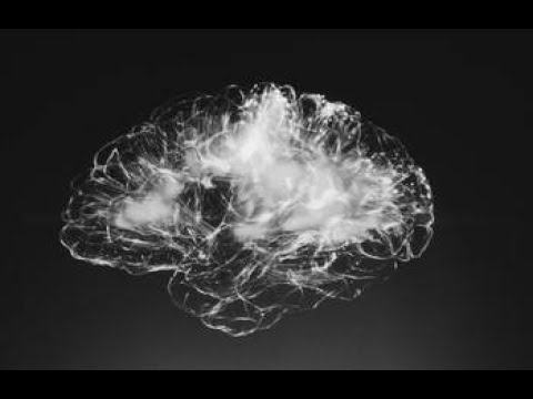 Neurosciences : les méandres du cerveau