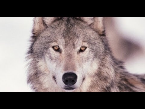 The greywolf hunts again - Craig Chaquico