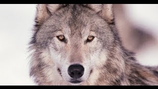 The greywolf hunts again - Craig Chaquico