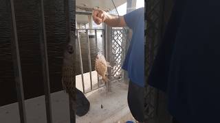 Download lagu thank god strike again #dhortsvideo mp3 Download lagu thank god strike again #dhortsvideo mp3