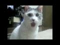 The OMG Cat Original