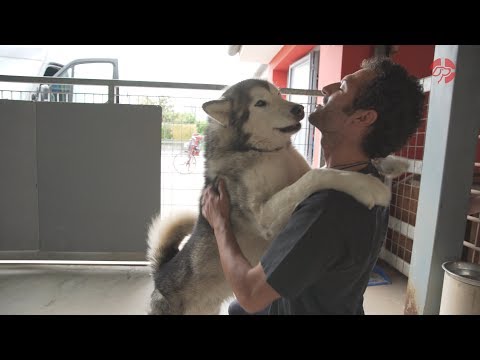 I Cani Da Slitta Malamute di Salvatore Fogliano - Musher Italiano