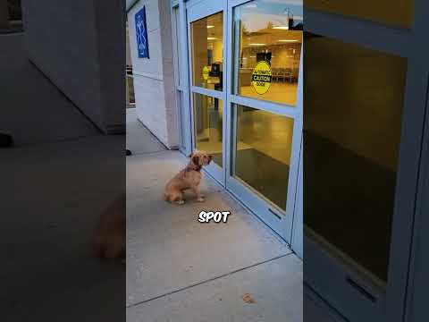 The Dog Who Chased the Ambulance 💔