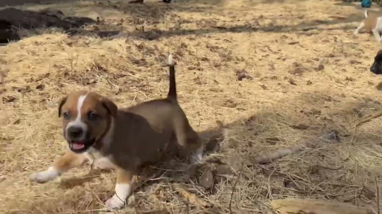 Enlarge Myna, an adoptable mixed breed in San Antonio, TX video 4/5