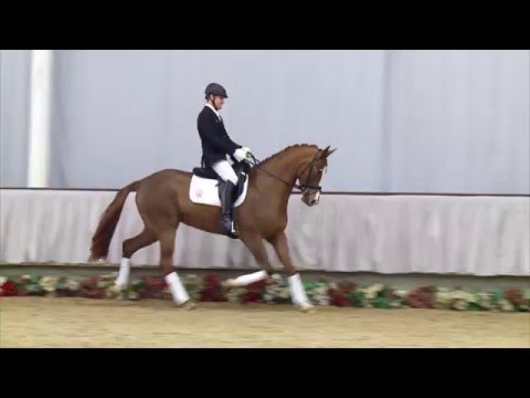 34 Quelle belle  Stute v. Quasar de Charry - Laudabilis