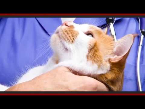 Feline heartworm educational video