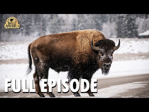 Wild America | S8 E10 'Wild Wyoming' | Wild America Animal Channel