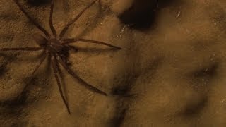 Shadows and Spiders - A Secret Cave in California: Science on the SPOT