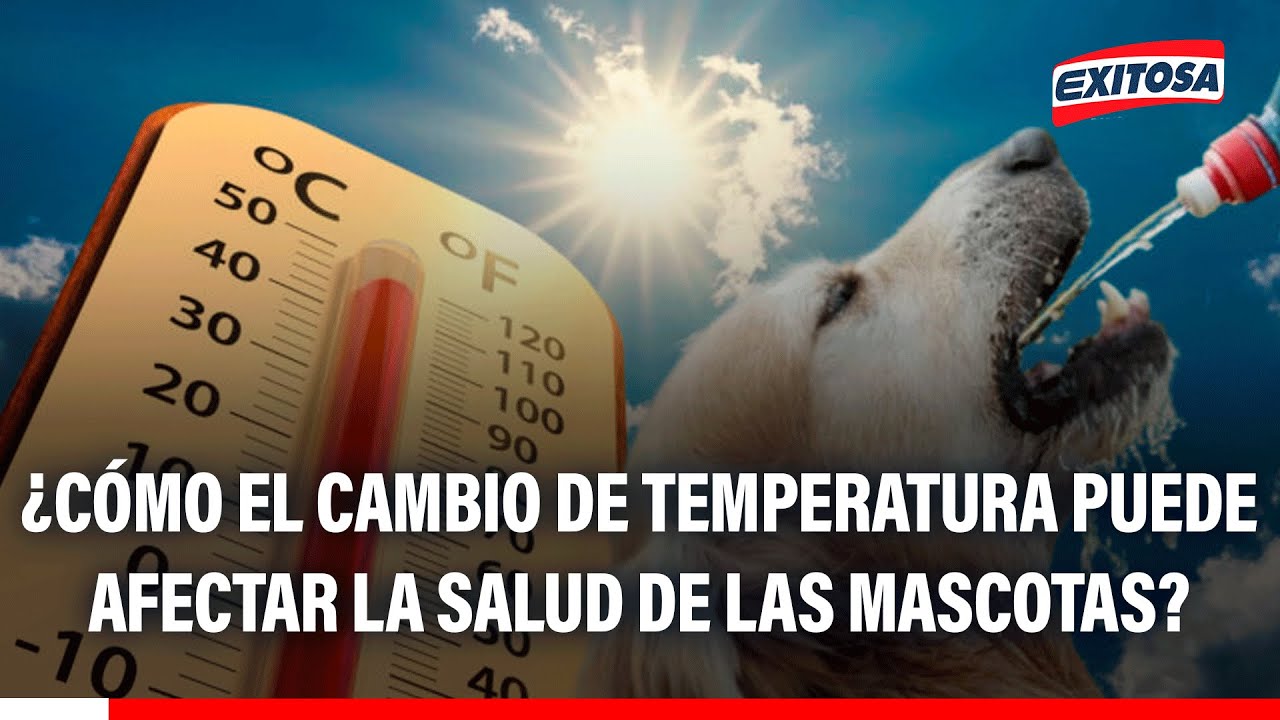 🔴🔵 ¿Cómo el cambio de temperatura puede afectar la salud de las mascotas?