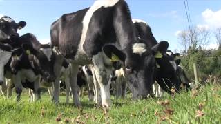 Cows Graze in a field