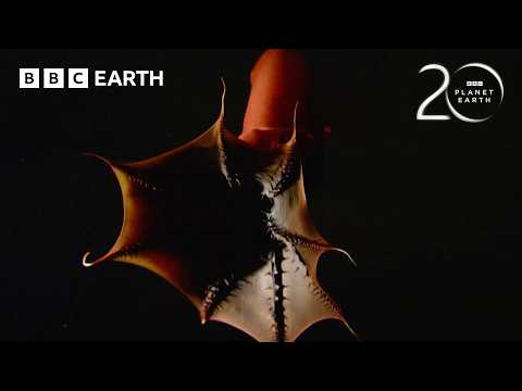 10 Incredible Animal Behaviours Captured on Camera for the First Time | BBC Earth