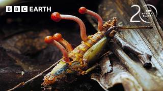 10 התנהגויות של בעלי חיים צולמו בפעם הראשונה אי פעם | BBC Earth