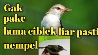 Download lagu Suara pikat burung ciblek sawah🔴prenjak sawah mp3