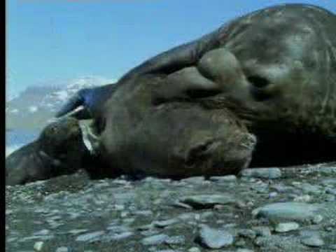 Male elephant seals defend territory - David Attenborough - BBC wildlife