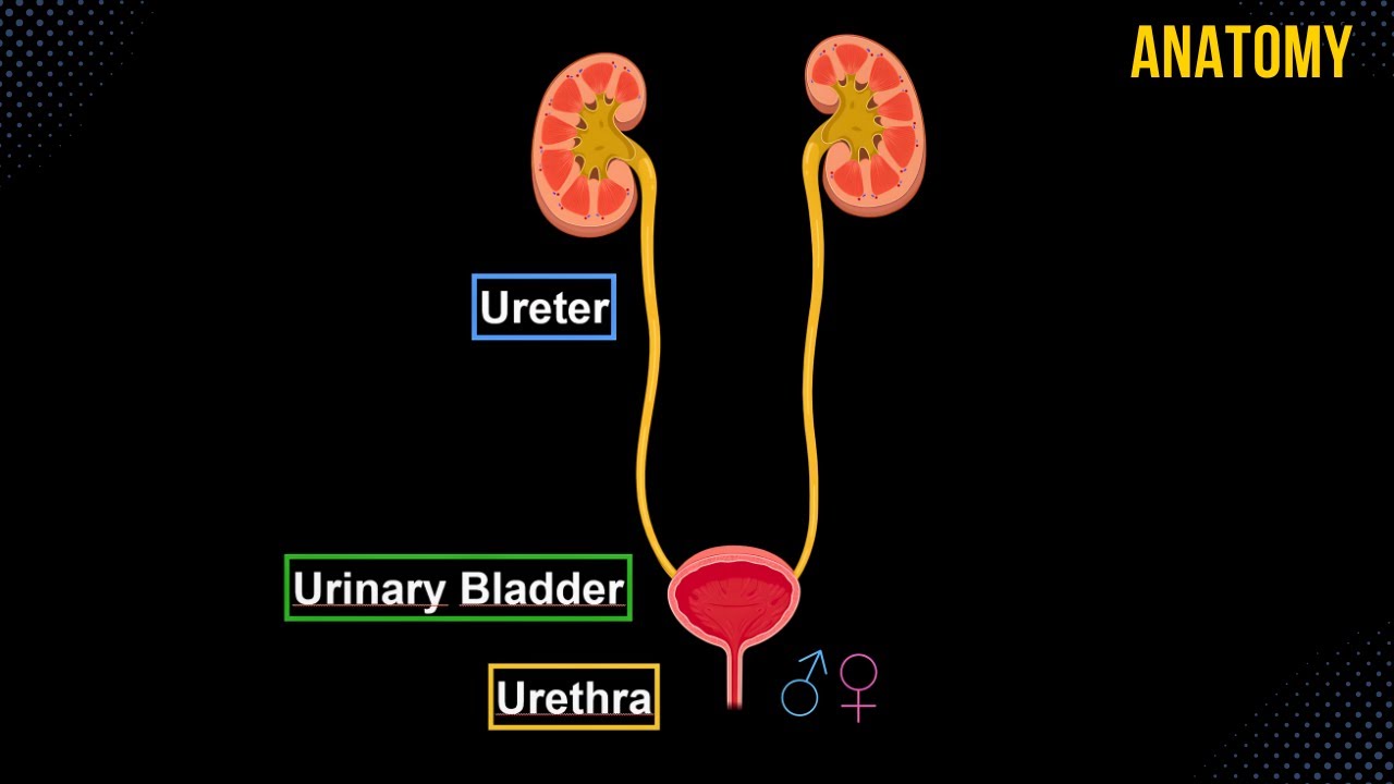 Ureter, Urinary Bladder & Urethra (Structures & Walls) - Urinary System Anatomy