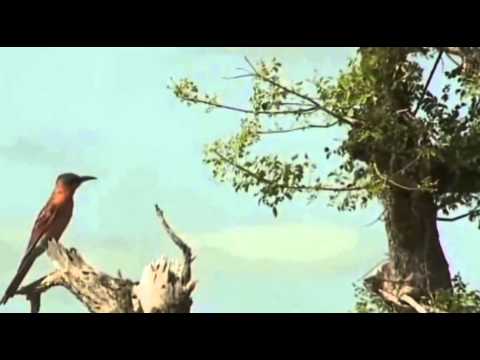 Żołna szkarłatna - ptaki Afryki ,, Safari "