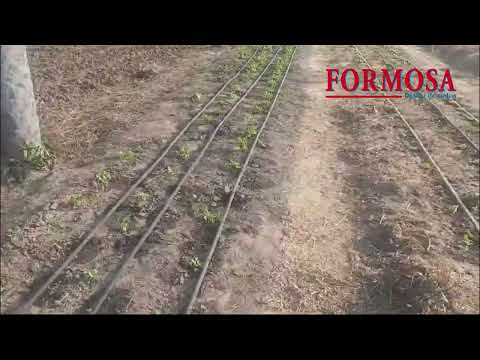 Entrega de insumos a paipperos en Siete Palmas  - HIGINIO GIL, productor