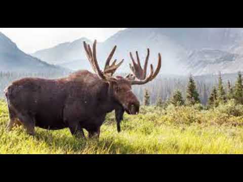 Moose sound effect