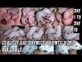 white rat baby growth