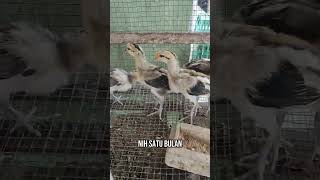 Download lagu Anakan Ayam Pelung 1-2 Bulan Ready! Badan Gede, Suara Calon Ngalun — Buruan Order! mp3