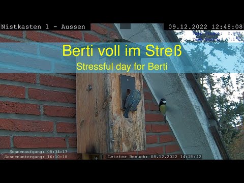 09.12.2022: Berti voll im Streß - Stressful day for Berti (Nistkasten 1)