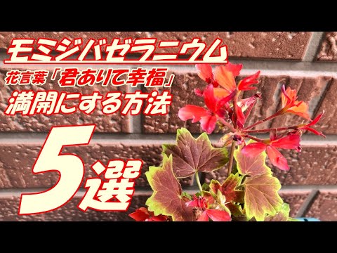 ゼラニウムをいつ地面に植えるのですか？どこに表示するのですか?それらを維持するにはどうすればよいでしょうか?  庭園