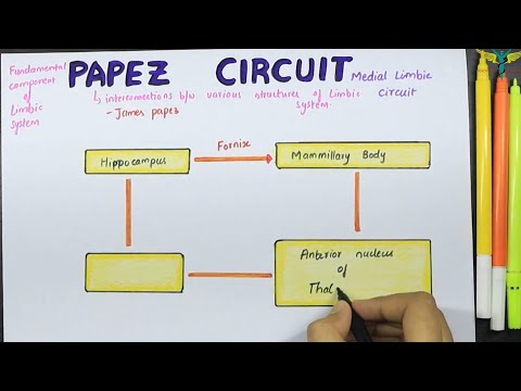 Papez circuit | Medial limbic Circuit | Connections | Function
