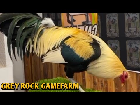 Chocolate Grey Roundhead Kelso - GREY ROCK FARM