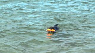 Misty new training dummy