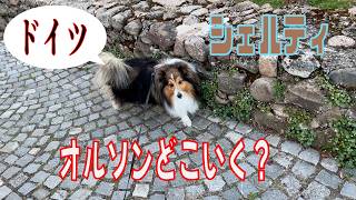 【シェルティ】オルソンどこいく？【フランス田舎暮らし🇫🇷】#犬の散歩 #賢い犬 #犬のいる暮らし #シェルティ
