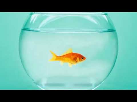 Roni Iron - The Goldfish (Pix Lax Tribute)