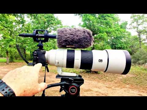 😍 Sennheiser MKE 600 Shotgun Microphone. Fantastic for Nature Video! 🐦