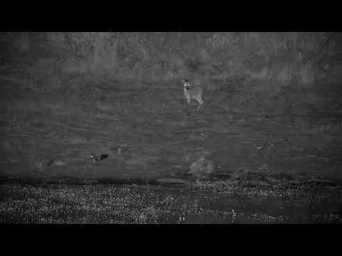Djuma: Blacksmith Lapwings changing nest guard & Duiker comes to dam for drink - 03:49 - 08/14/2022