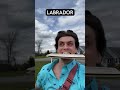 How Dog Breeds React to the Mailman