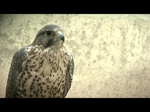 Spanische Falken erobern den Mittleren Osten | AFP