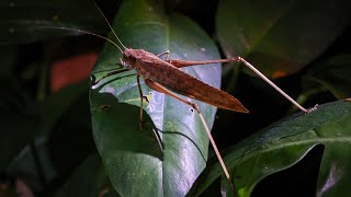 享受夜間靜謐 探索未知的樂趣🦉🐸🦂🦎 跟隨@NatureClassroom  自然教室《夜的伊甸園》奇妙之旅  （150）