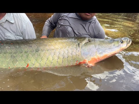 Essequibo River - The Movie