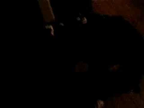 messin' with sasquatch part 1