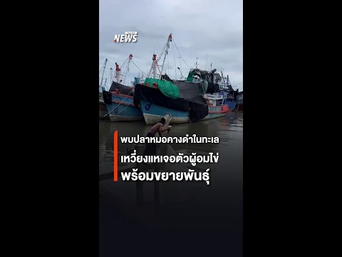 คลิกเพื่อดูคลิปวิดีโอ