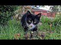 Cute Tuxedo Cat Is Very Hungry