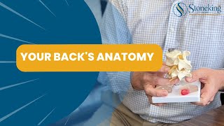 Your Back's Anatomy
