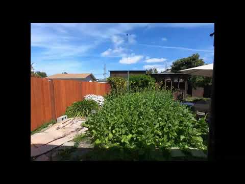 Mustard Greens Time-lapse - Growing, Twisting (GoPro Hero 7)