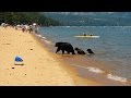 Sunbathers Shocked When Momma Bear Take Her Cubs For a Dip In Lake Tahoe