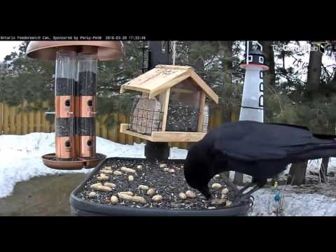American Crow & peanuts  Video 2016 03 20 173722